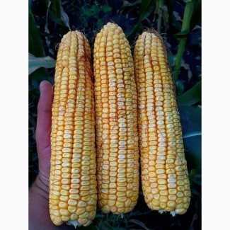 Продам насіння кукурудзи Любава 279 МВ
