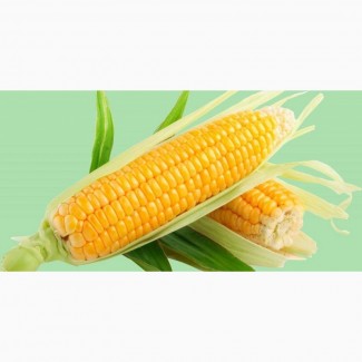 НК «ГРАН» пропонує насіння кукурудзи( Вакула, Яніс, Онікс)