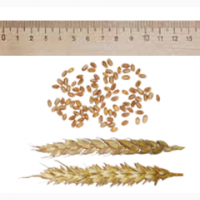 Продам Пшеница Ярая посевной матриал ( Тризо, Гранни )