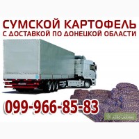 Картофель оптом Сумы. (Продам картошку оптом)