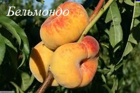 Фото 14. Саженцы персика и нектарина