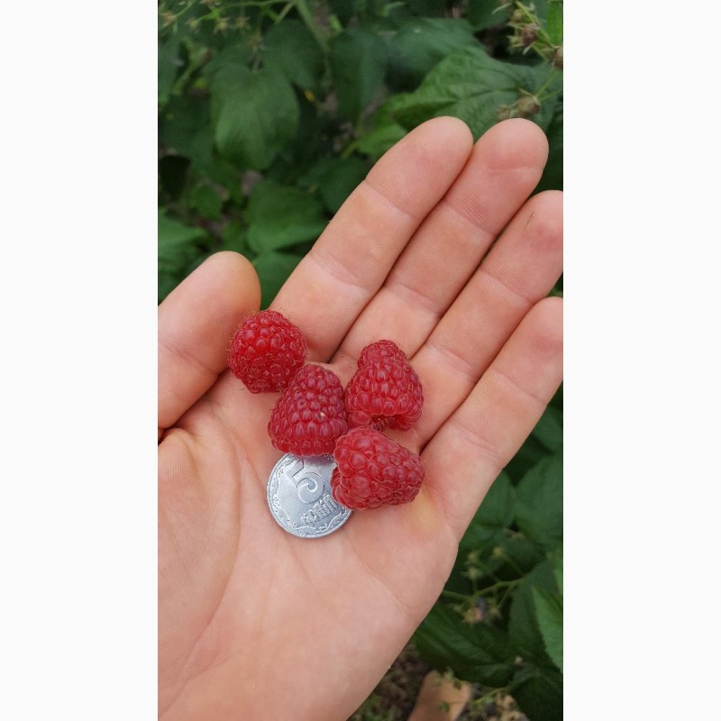 Фото 4. Продаю урожай малини 2018 року
