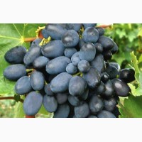 Продам вкуснейший виноград «Аркадия» и «Кодрянка» (Запорожская обл)