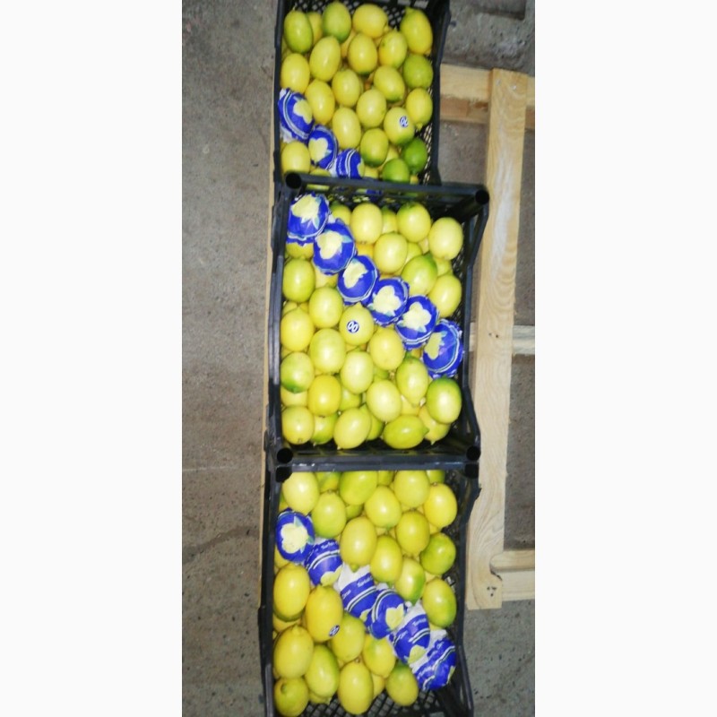 Фото 3. Продам лимоны (Турция)