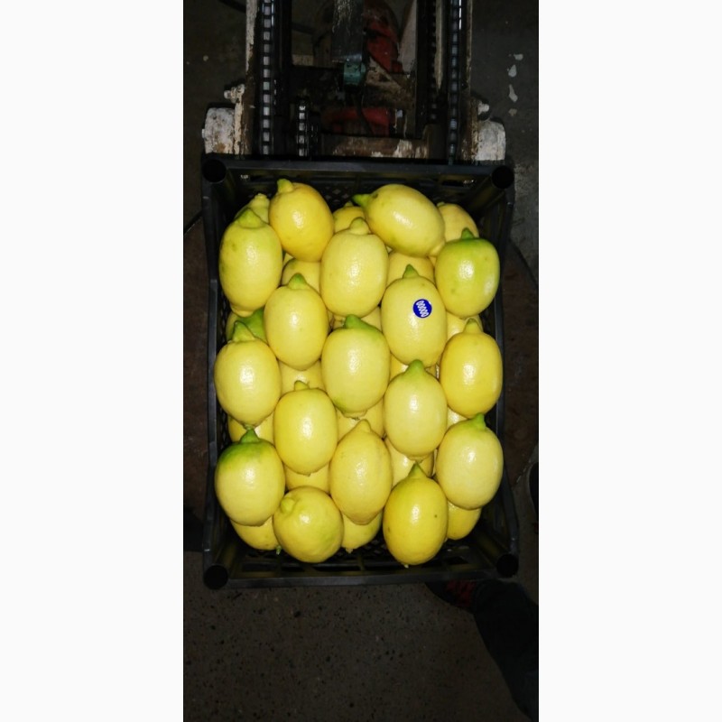 Фото 7. Продам лимоны (Турция)