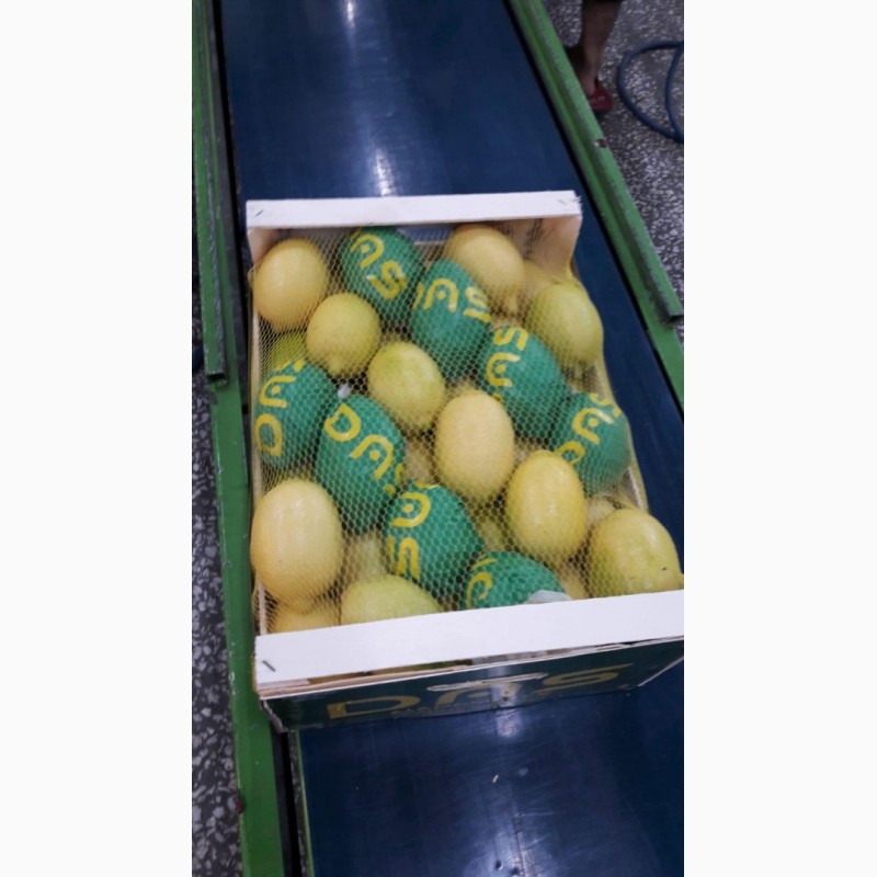 Фото 9. Продам лимоны (Турция)
