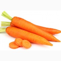 На постоянной основе закупаем морковь оптом