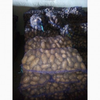 Продам товарну картоплю, сорт Іван да Марья, Гранада, Велікан