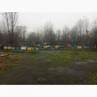 Продам бджолосім`ї з вуликами в кількості 50 штук