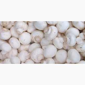 Продаем грибы шампиньоны свежие чистые белые