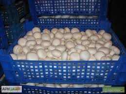 Фото 2. Продаем грибы шампиньоны свежие чистые белые