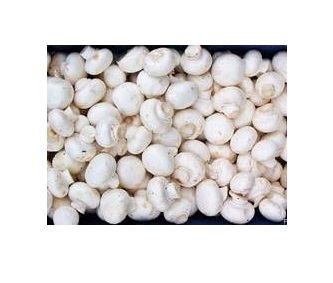 Фото 3. Продаем грибы шампиньоны свежие чистые белые