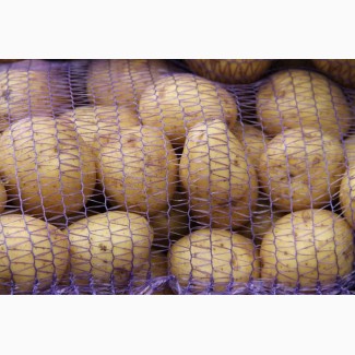 Продам картошку по 20 грн. Киев НАЛ, Б/Н. Доставка от 1 тонны