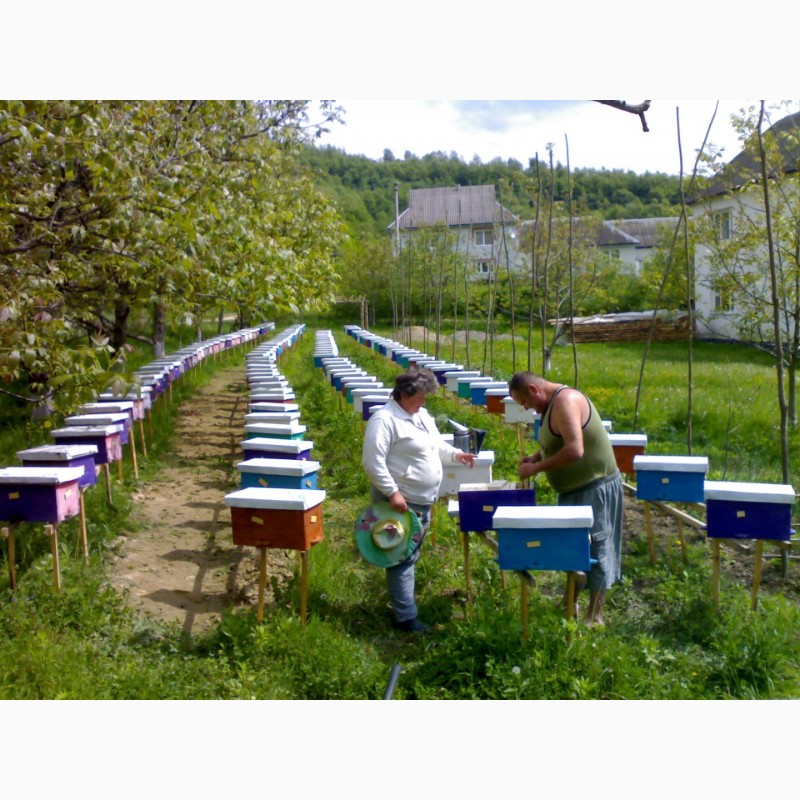 Фото 20. Продам Бджолопакети карпатської породи 2019