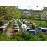 Продам Бджолопакети карпатської породи 2019