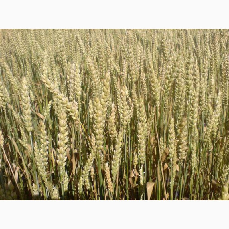 Фото 2. ТОВАгрофірма Колос Пропонує насіння Ярої пшениці