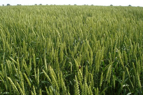 Фото 3. ТОВАгрофірма Колос Пропонує насіння Ярої пшениці