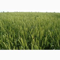 ТОВАгрофірма Колос Пропонує насіння Ярої пшениці