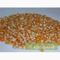 Продам кукурузу в Черниговской области