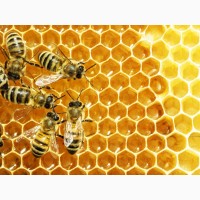 Пчелы украинско-степовой породы