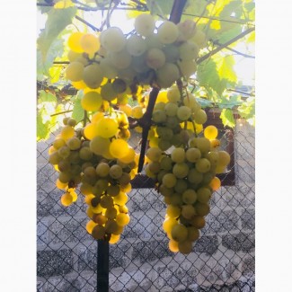 Продам саженцы столовых сортов винограда, районированных в г.Сумы