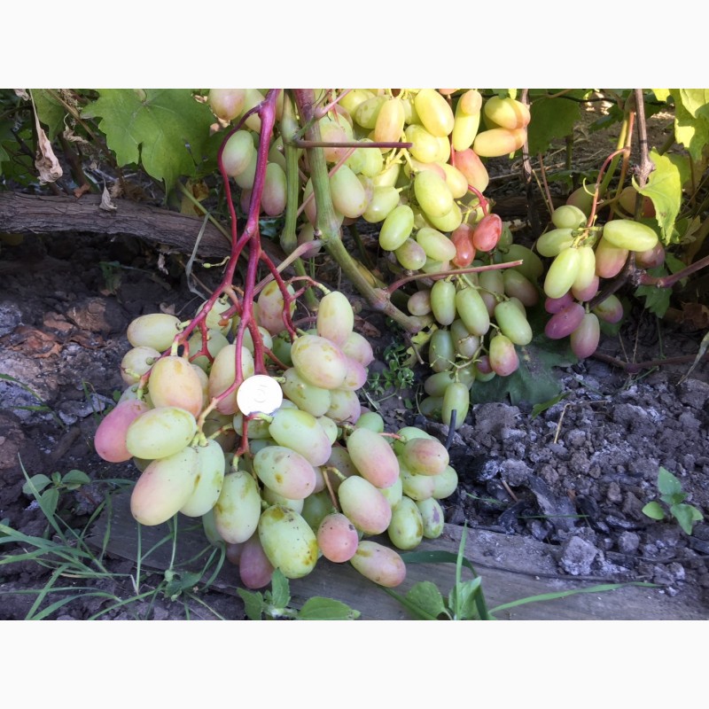 Фото 2. Продам саженцы столовых сортов винограда, районированных в г.Сумы
