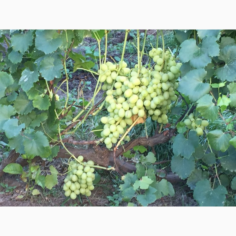 Фото 4. Продам саженцы столовых сортов винограда, районированных в г.Сумы