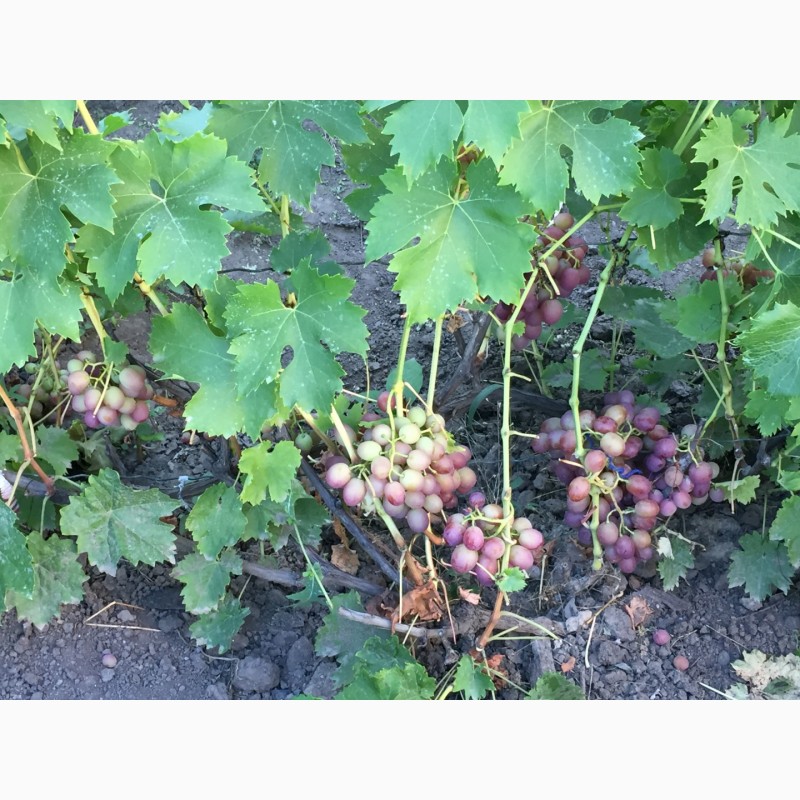Фото 5. Продам саженцы столовых сортов винограда, районированных в г.Сумы