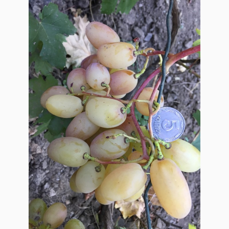 Фото 6. Продам саженцы столовых сортов винограда, районированных в г.Сумы