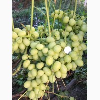 Продам саженцы столовых сортов винограда, районированных в г.Сумы