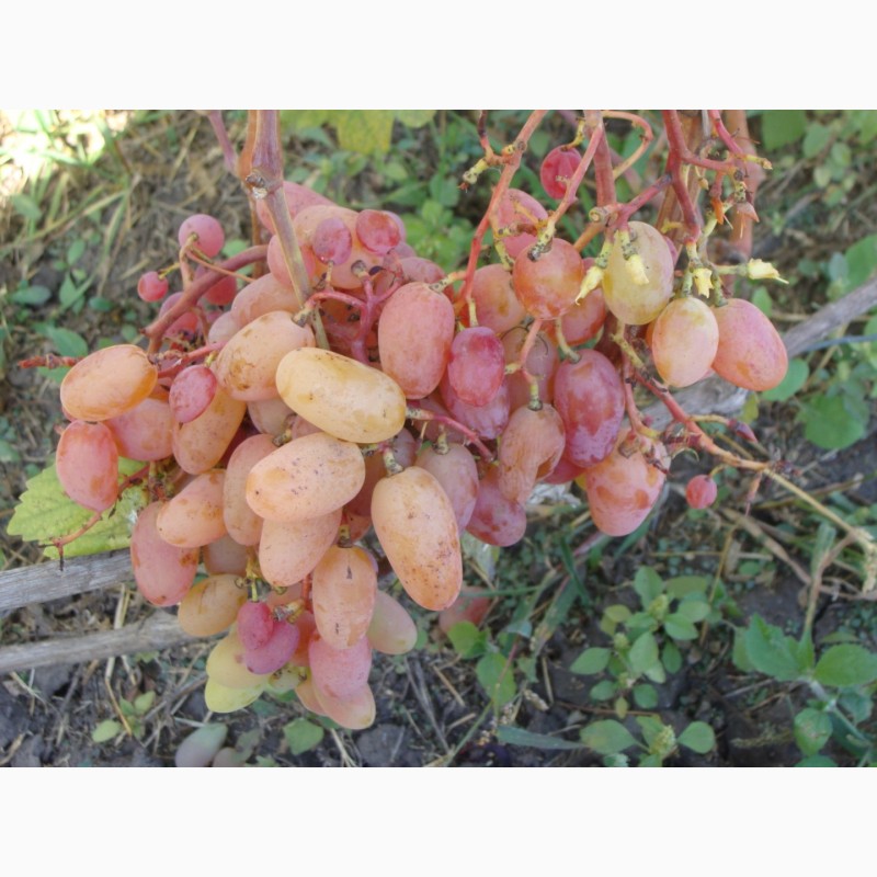 Фото 8. Продам саженцы столовых сортов винограда, районированных в г.Сумы