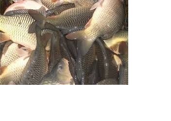 Фото 3. Продам живую рыбу. Щука, карп, толстолоб, сом, амур. Вся продукция выращивается