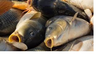 Фото 4. Продам живую рыбу. Щука, карп, толстолоб, сом, амур. Вся продукция выращивается