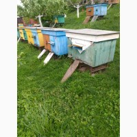 Продам бджолосім’ї з вуликами