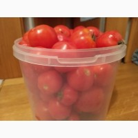Продам червоні помідори