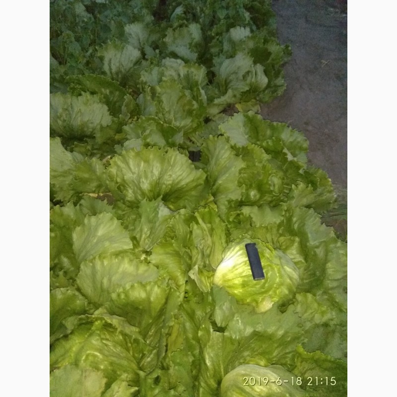 Фото 5. Продам салат айсберг, бионда, лолло-росса, ромен, фризе зеленый, фризе красный.Днепр
