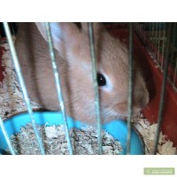 Продам карликового кролика