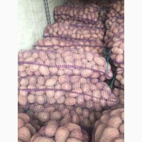 Продам товарный картофель ОПТОМ, сорт Журавинка, Аризона-элита Ред-скарлет, Бриз, Уладар и др