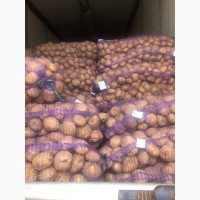 Продам товарный картофель ОПТОМ, сорт Журавинка, Аризона-элита Ред-скарлет, Бриз, Уладар и др