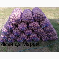 Продам картофель Иван да Марья