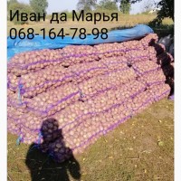 Продам картофель Иван да Марья