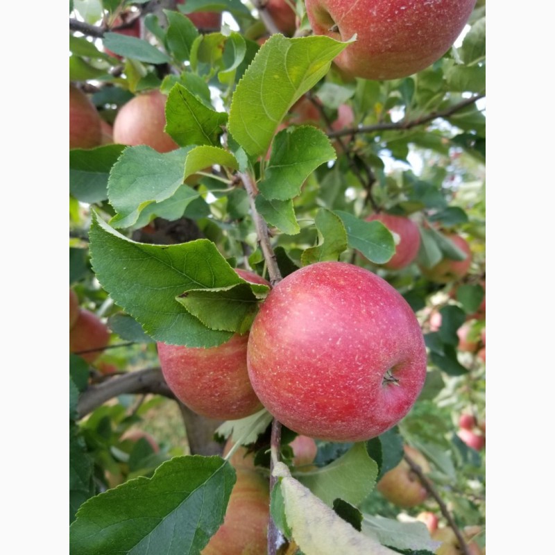 Фото 2. Продам яблука сорт Чемпіон, Голден. Урожай 2020