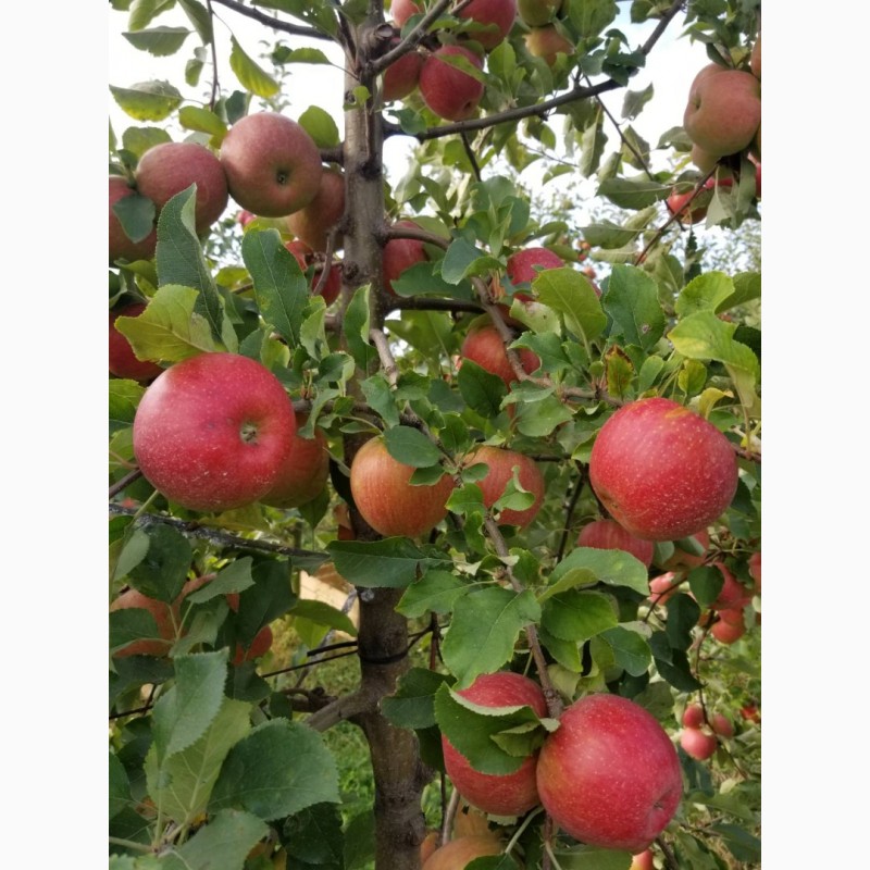 Фото 3. Продам яблука сорт Чемпіон, Голден. Урожай 2020