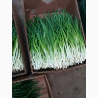 Продам зеленый лук перо
