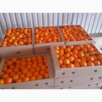 Поставка апельсин оптом из испании
