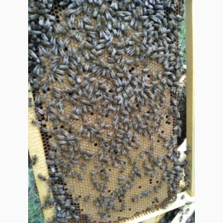 Бджоломатки бакфаст, карніка