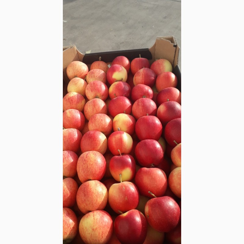 Фото 2. Реалізовуємо високоякісні яблука з холодильнника