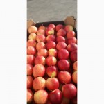Реалізовуємо високоякісні яблука з холодильнника