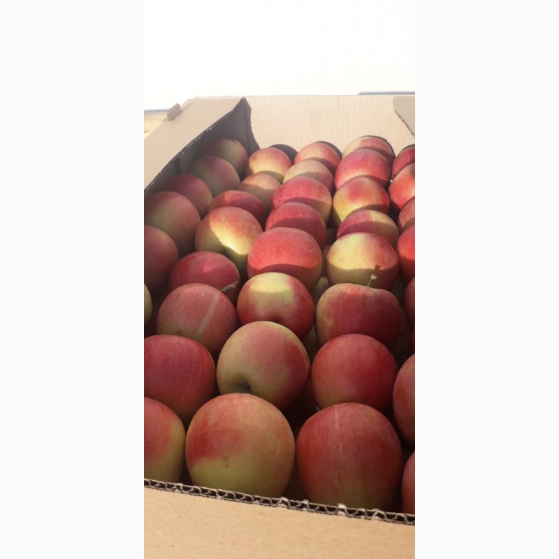 Фото 3. Реалізовуємо високоякісні яблука з холодильнника