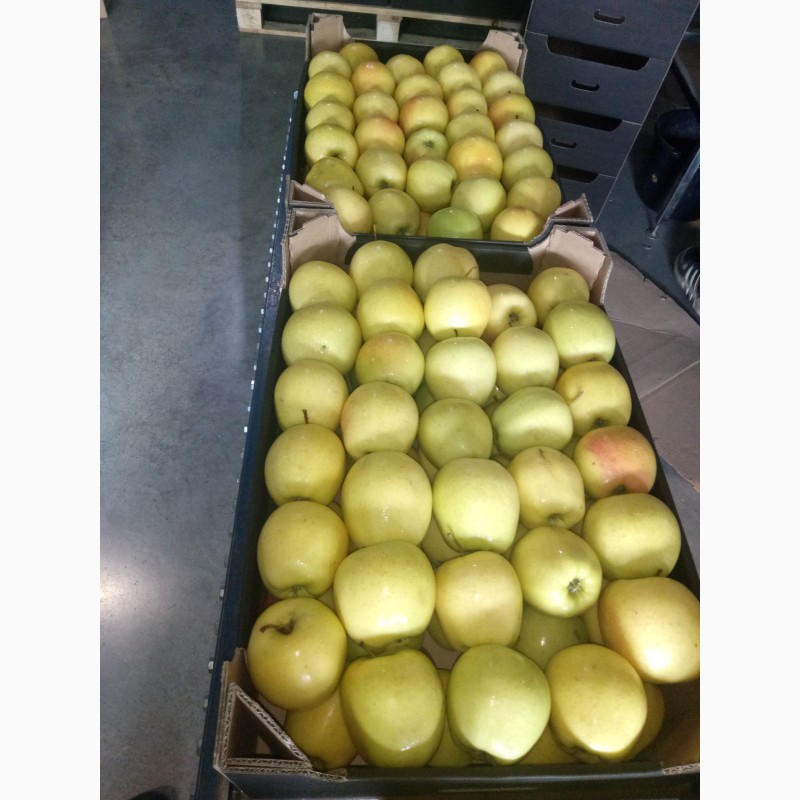 Фото 4. Реалізовуємо високоякісні яблука з холодильнника